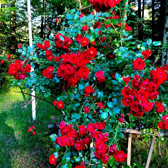 Love reasonable offers❤️ - Picture 2 of 2